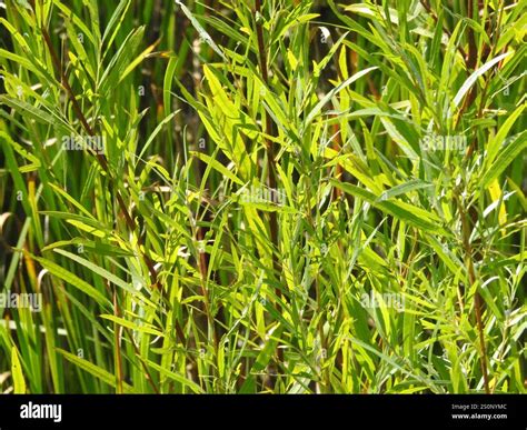interior sandbar willow (Salix interior Stock Photo - Alamy