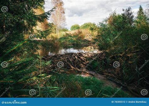 Beaver Dam at a Small Creek Stock Photo - Image of naliboki, color ...