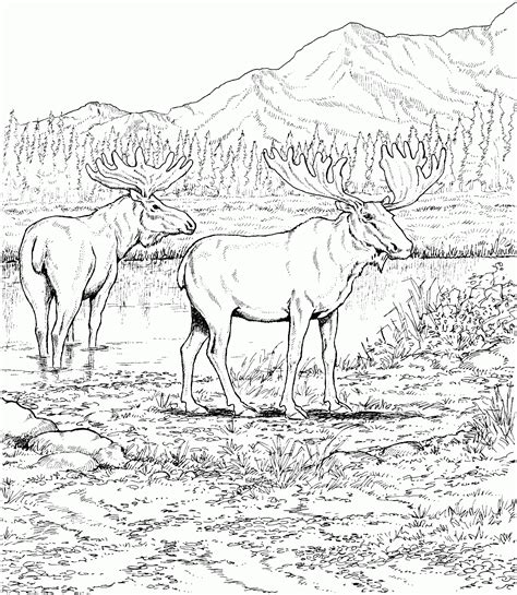 Moose Coloring Pages To Print Coloring Pages - Coloring Cool