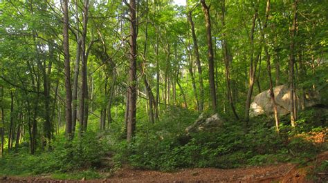 Almost to the top. Large rock cropping on Rocky Face Ridge.