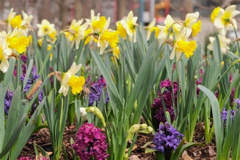 Image result for Spring Time Starts