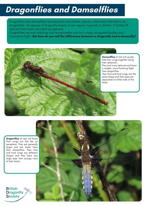 Resources for Event Leaders - British Dragonfly Society