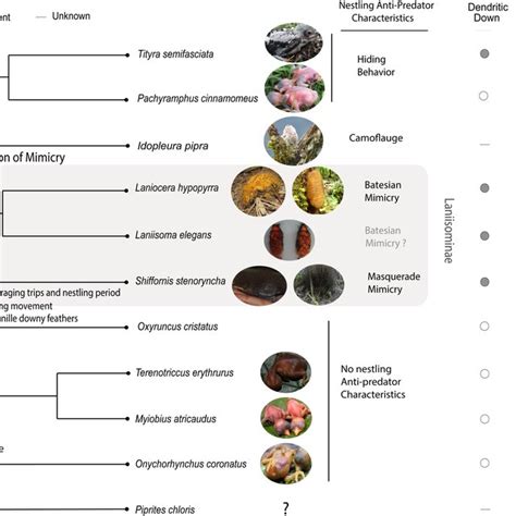 Image result for Phylogenetic Tree Examples