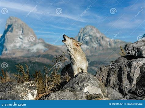 Image result for Wolves Calling