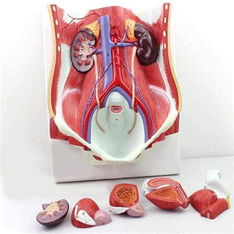 Buy XUHRA Anatomy Model of Kidney in The Abdominal Wall of the ...