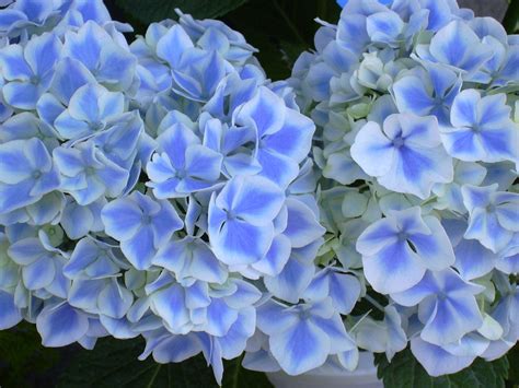 Flowers That Are Light Blue at Wendell Espinoza blog
