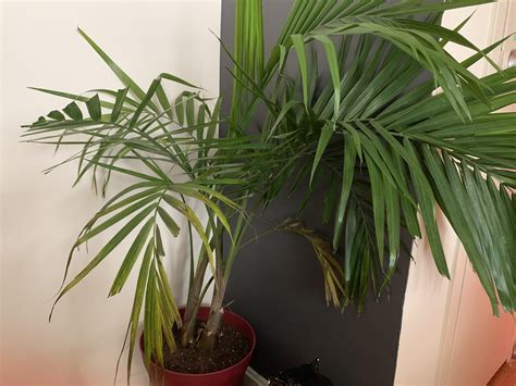 My majesty palm, which I bought about 6 weeks ago, is turning yellow on ...