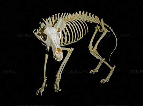 gray wolf canis lupus