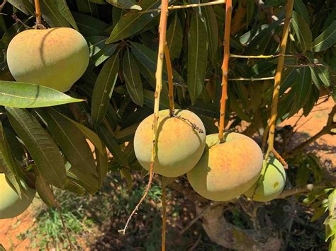 Mango Plants – Ashok Chakra Nursery