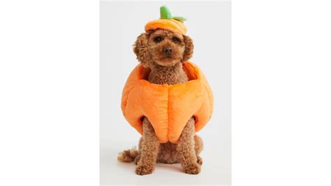 These paw-some dog toys and accessories are under S$50 — pamper your ...