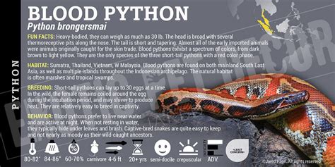 Image result for Red-tailed Python
