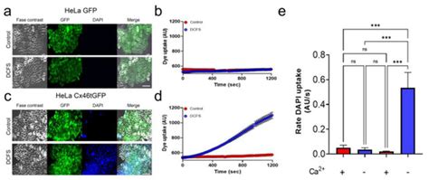 KI04 an Aminoglycosides-Derived Molecule Acts as an Inhibitor of Human ...