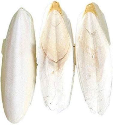 Parrots Wizard CUTTLEFISH BONE FOR BIRD FEEDING 0.100 Kg Fish 0.1 kg ...