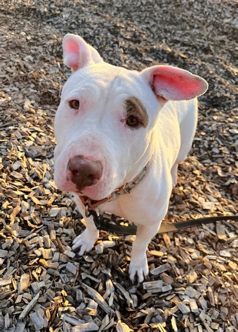 White Bull Terrier Pitbull Mix