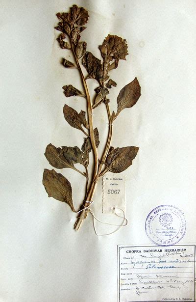 hyoscyamus_muticus