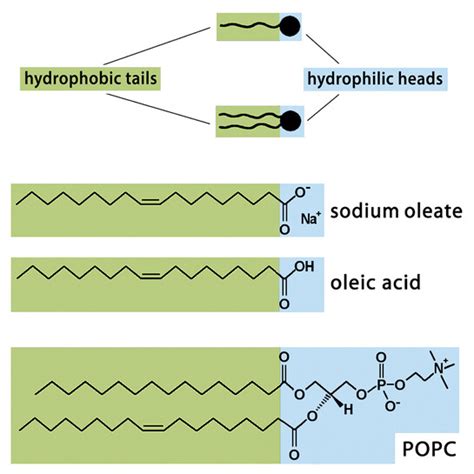 Self-replication and self-reproduction | Meer