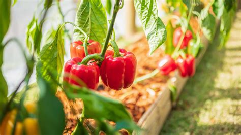 How to grow and care for bell peppers | Homes and Gardens