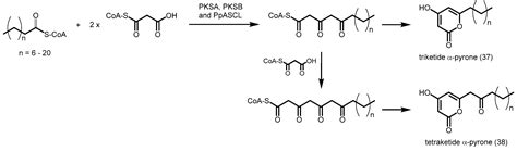 Exploiting the Biosynthetic Potential of Type III Polyketide Synthases