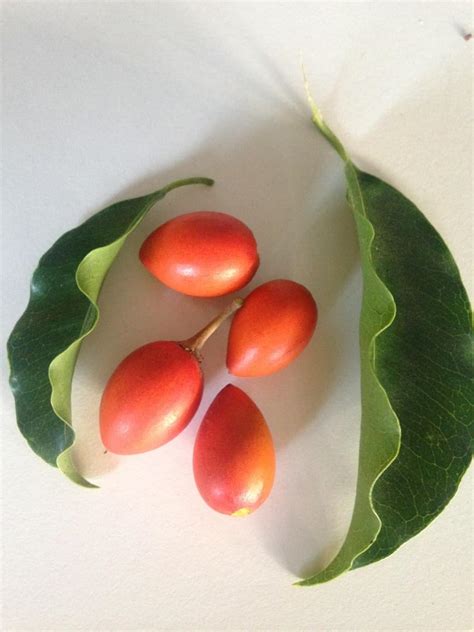 Golden Bloom Rare Medicinal Plant - Bakul/Mimusops Elengi Wood/Bullet ...