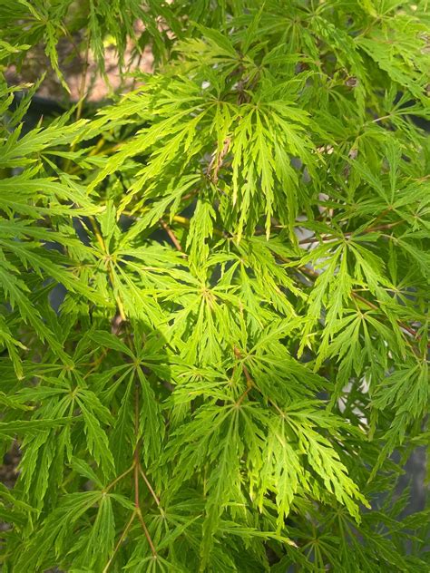 Green Japanese Maple 25 Popular Japanese Maple Varieties With Great