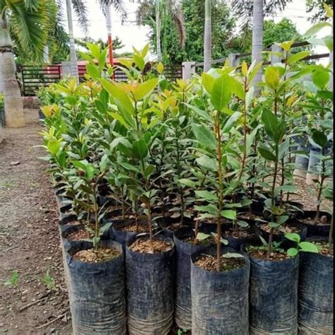 Native Plant Landscape Design 的图像结果