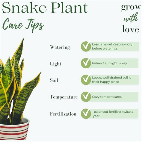Snake Plant Benefits