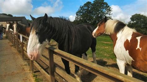 Visit every year - Reviews, Photos - Home of Rest of Old Horses ...
