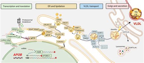 VLDL Biogenesis and Secretion: It Takes a Village | Circulation Research