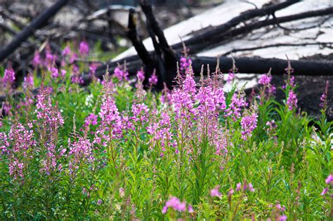 15 Taiga Plants That Thrive in the Boreal Forest