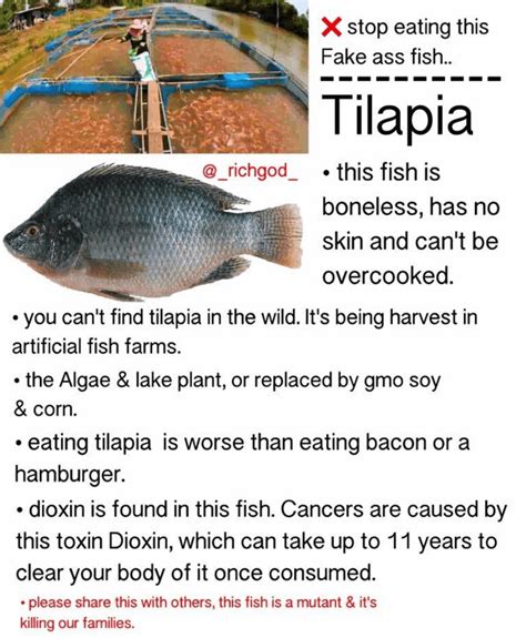 What do tilapia eat in aquaponics | What fertilizer to use in aquaponics