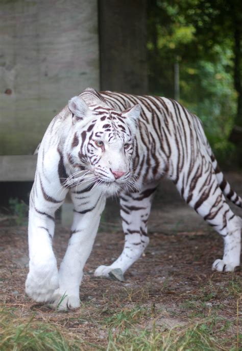 White tiger the newest resident at NC animal park