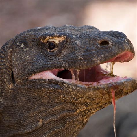 Real Life Dragon Move Over, 'Game Of Thrones': 9 Real Life 'Dragons'