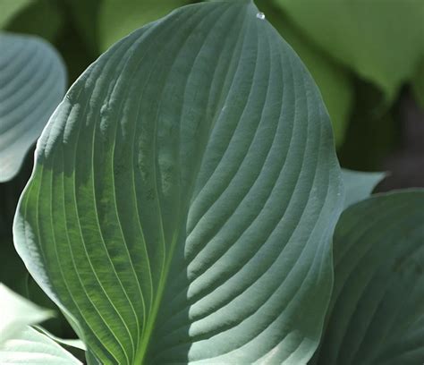 Hosta Krossa Regal – Pooler Plant Pick-Up Station