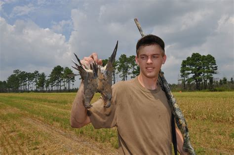 Opening day of North Carolina's dove season can be special, on both ...