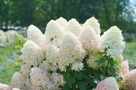 Quick Fire Fab® Panicle Hydrangea (Paniculata) | Hydrangea paniculata ...