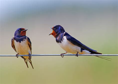 Barn Swallow Migration