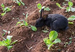 Image result for Bunnies in the Garden