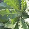 Image result for Mullein Plant Medicinal Uses