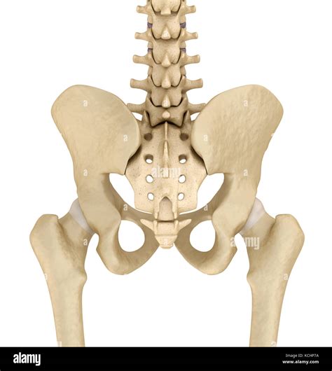 Sacrum Bone High Resolution Stock Photography and Images - Alamy