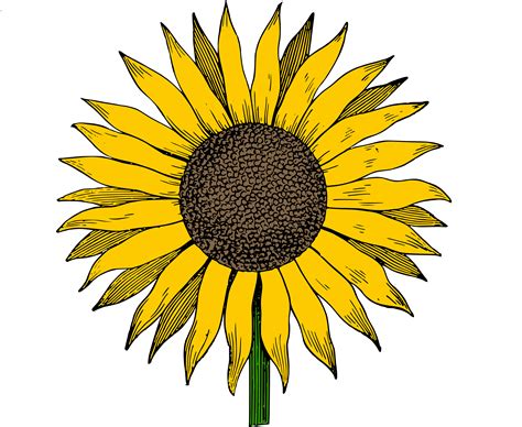 Sunflower free sunflowers clipart free download clip art on - WikiClipArt