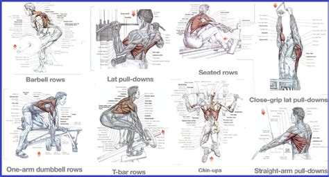 Image result for Back Muscles Exercises