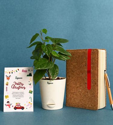 Ready to Work with Betel Plant - Employee Kit – Ugaoo