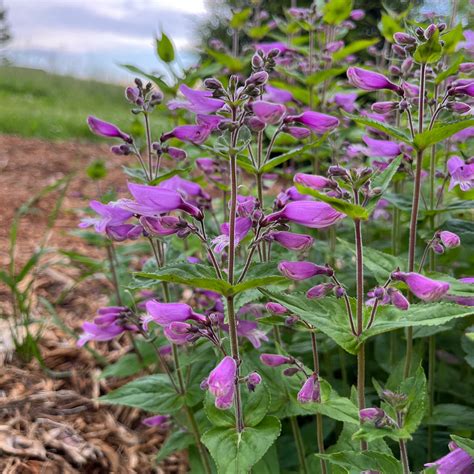 Small's Beardtongue Plant for Sale - Penstemon smallii – Green Canvas Farms