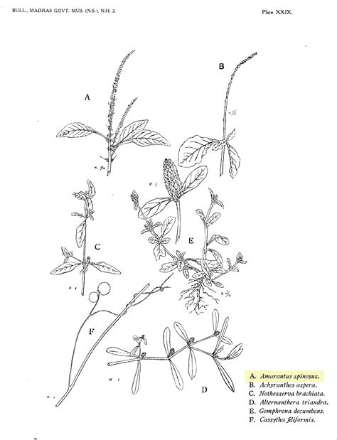 Herbarium JCB