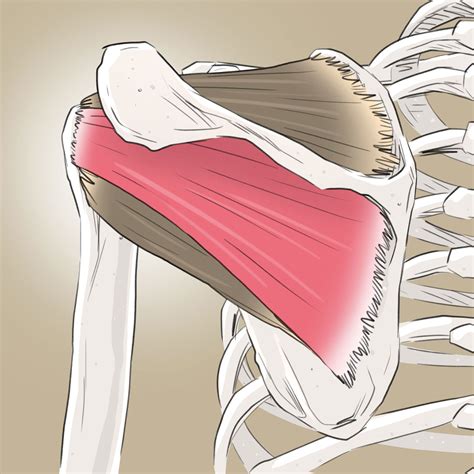 Rotator Cuff Impingement | Dr Marcus Chia