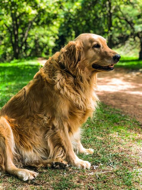 Adult Golden Retriever Sitting on Grass Field · Free Stock Photo
