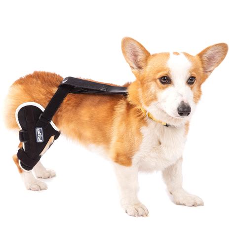 Hip Brace For Dogs Xylitic Dog Knee Brace, Acl Knee Brace For Dogs Hind ...