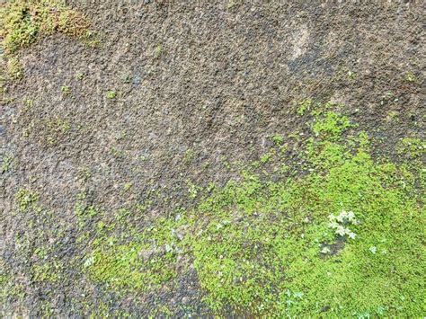 Photo of brick texture overgrown with moss | Premium Photo