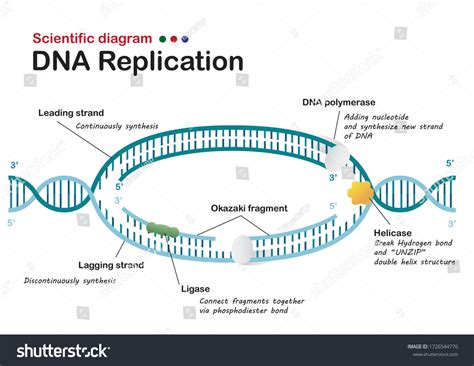 Dna Replication Model Labeled