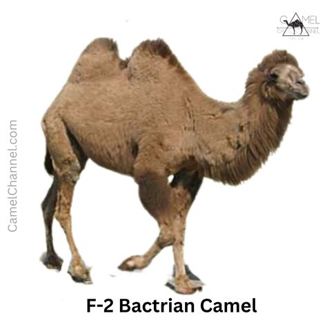 Camel Breeds and Species Explained
